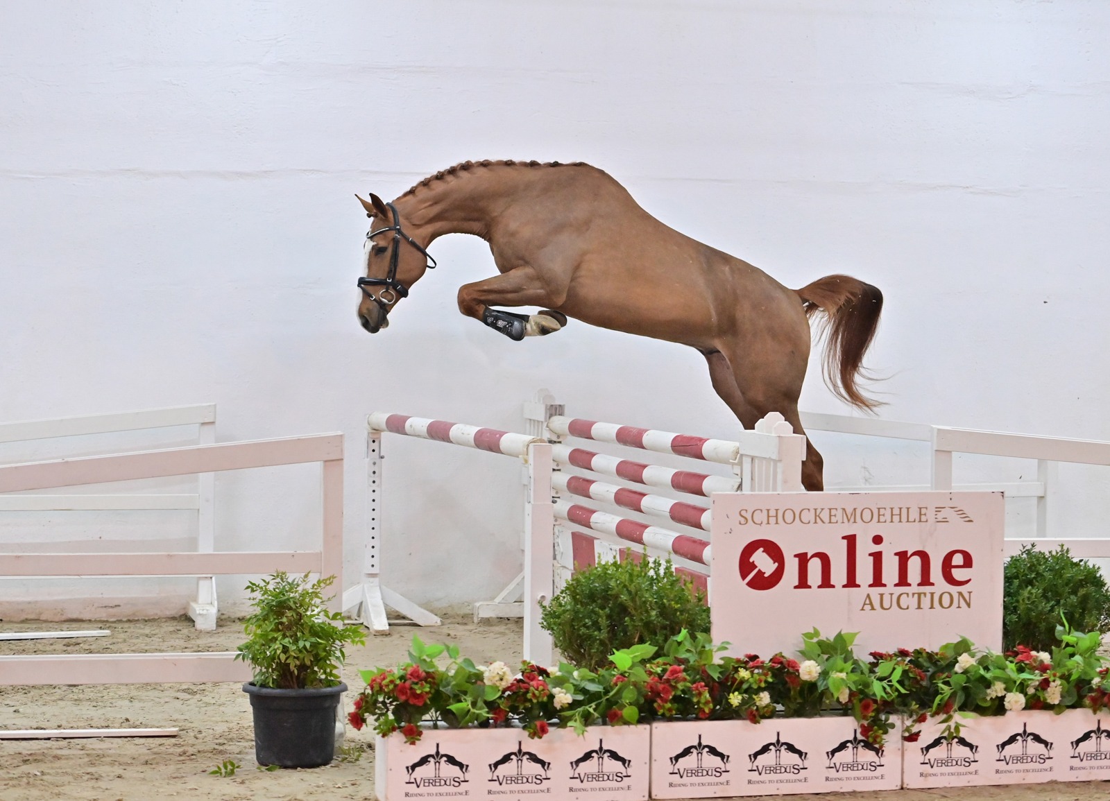 Schockemoehle Online Auction - Young Jumpers: Kollektion Online