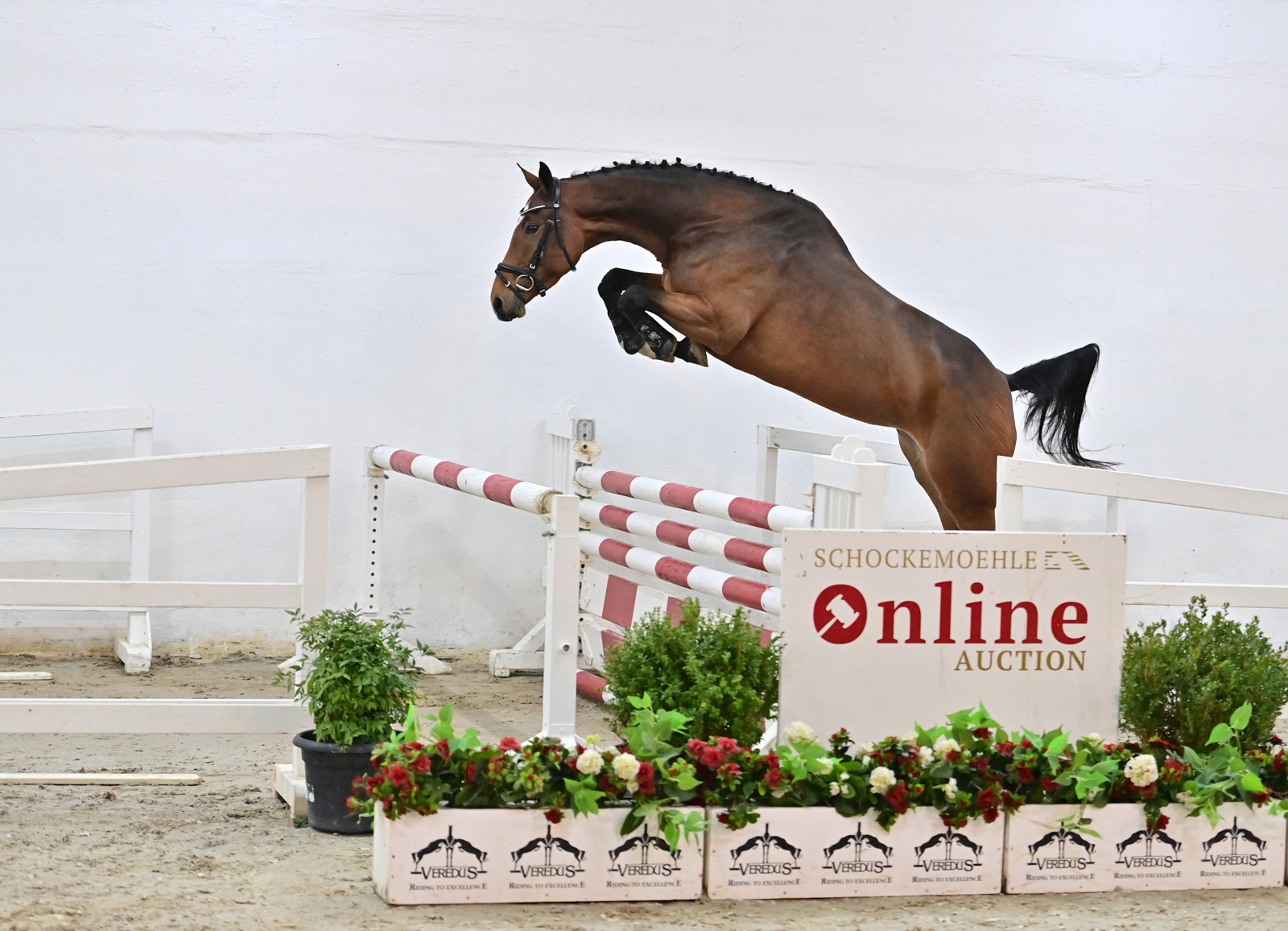 Schockemoehle Online Auction - Young Jumpers