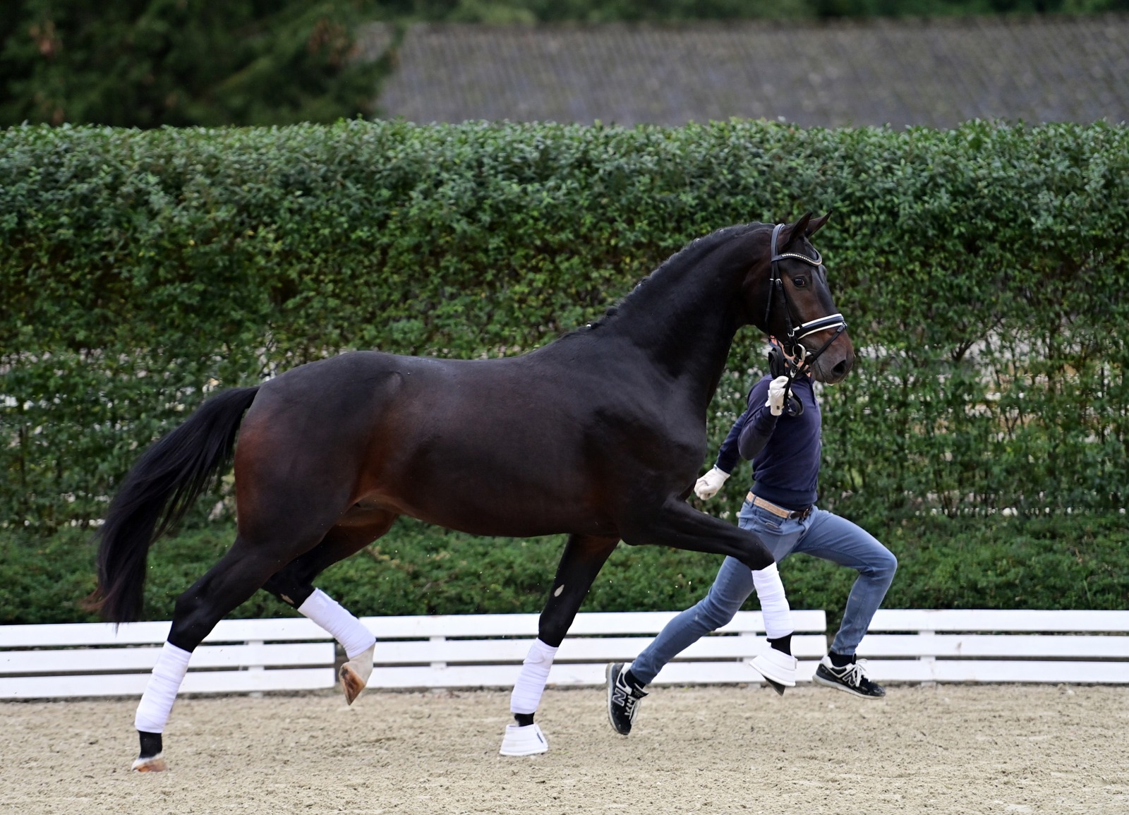 Schockemoehle Online-Auktion - 2.5 yo Dressage stallions