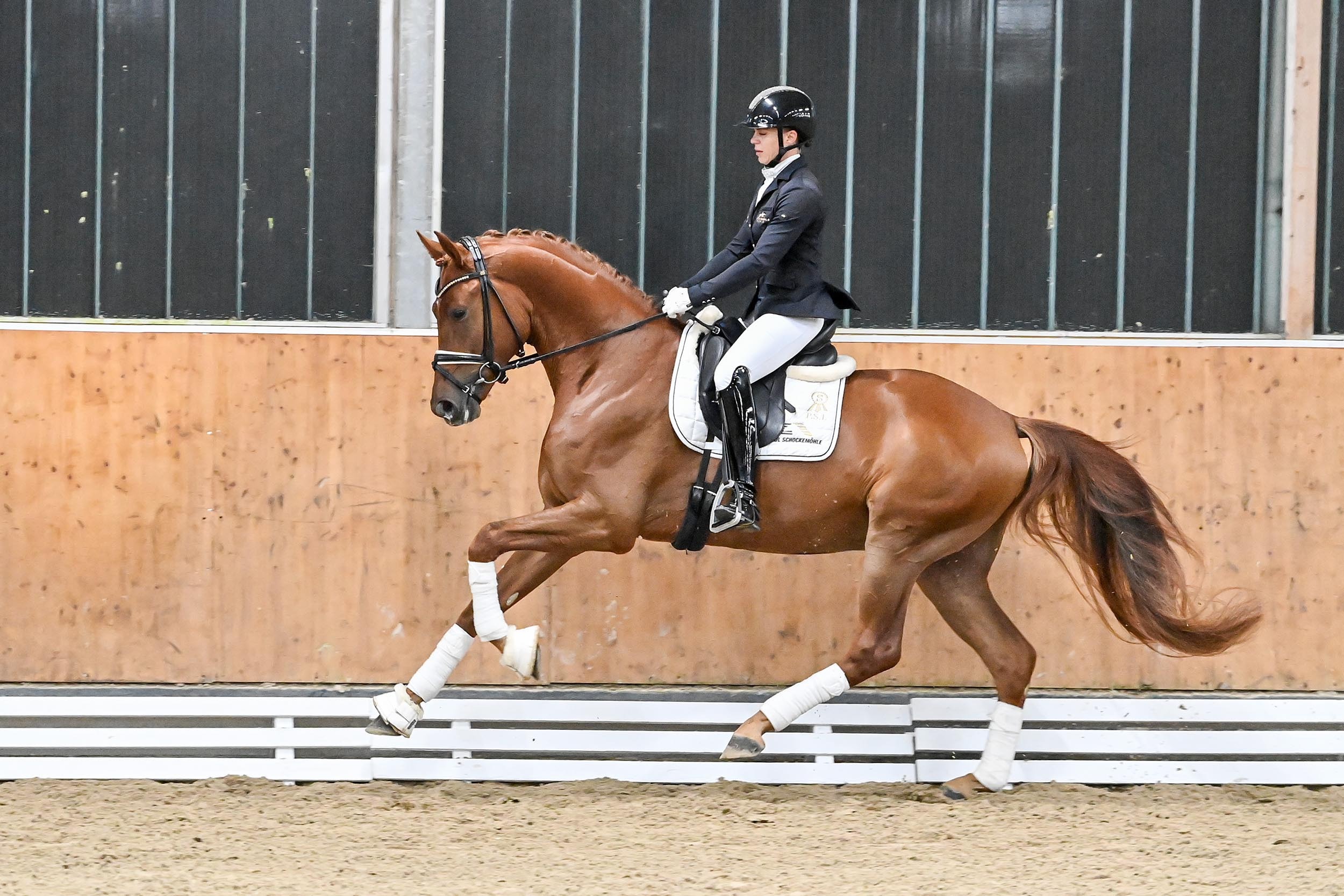 Schockemoehle Online Auction - Dressage and Showjumping Horses