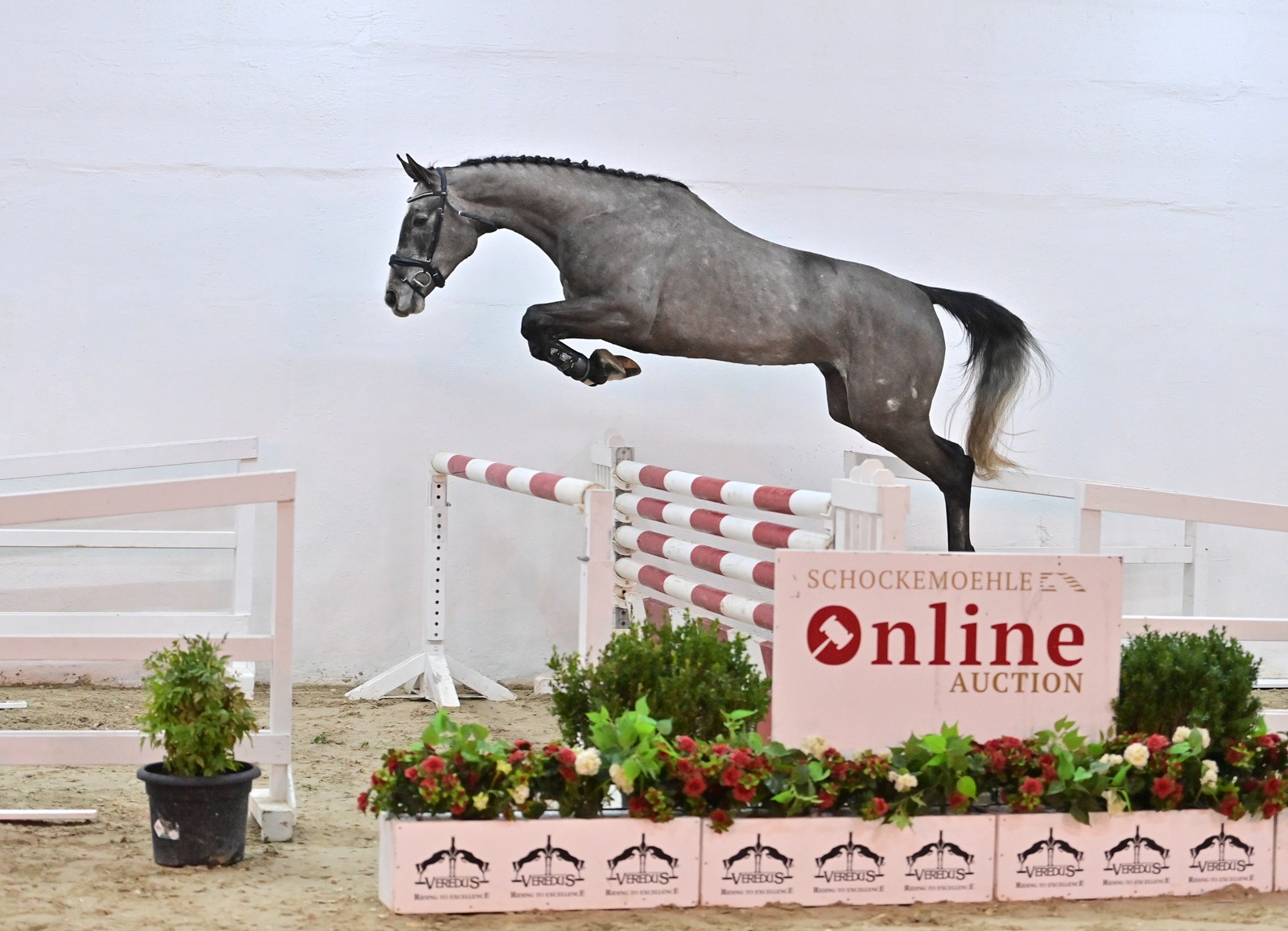 Schockemoehle Online Auction - Young Jumpers: Kollektion Online