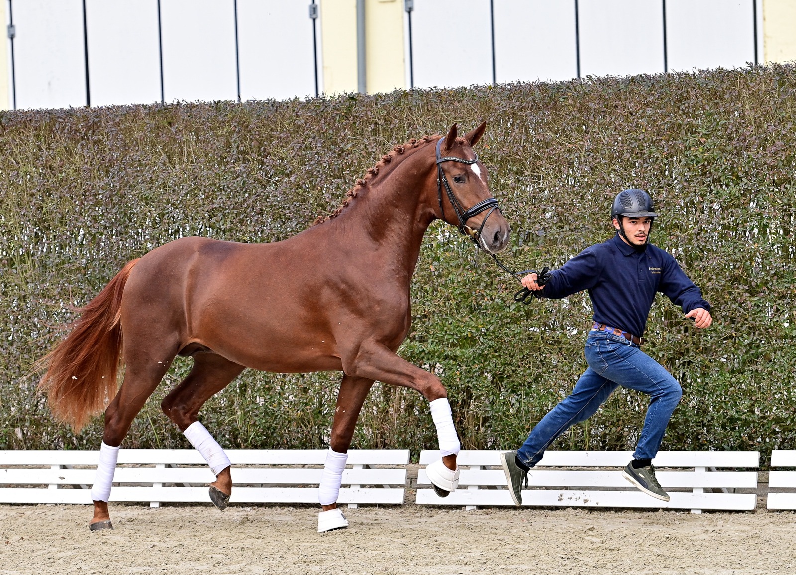 Schockemoehle Online-Auktion - 2.5 yo Dressage stallions