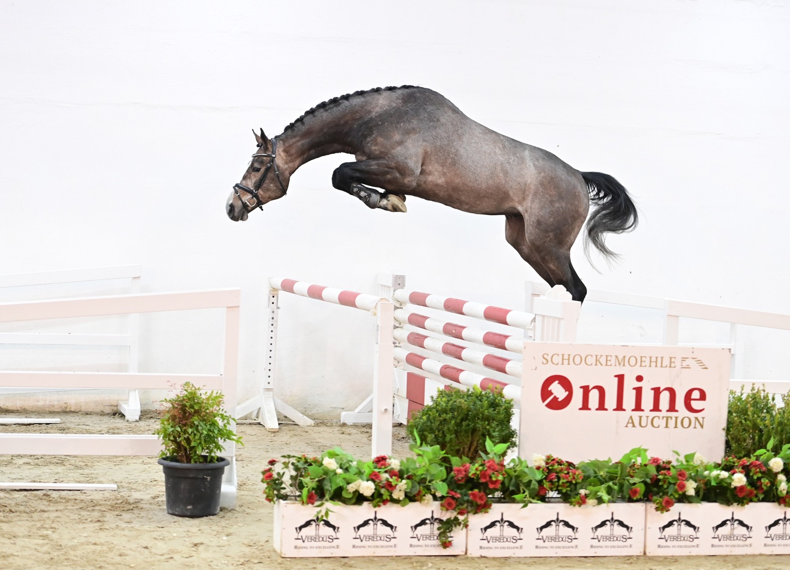 Schockemoehle Online Auction - Young Jumpers